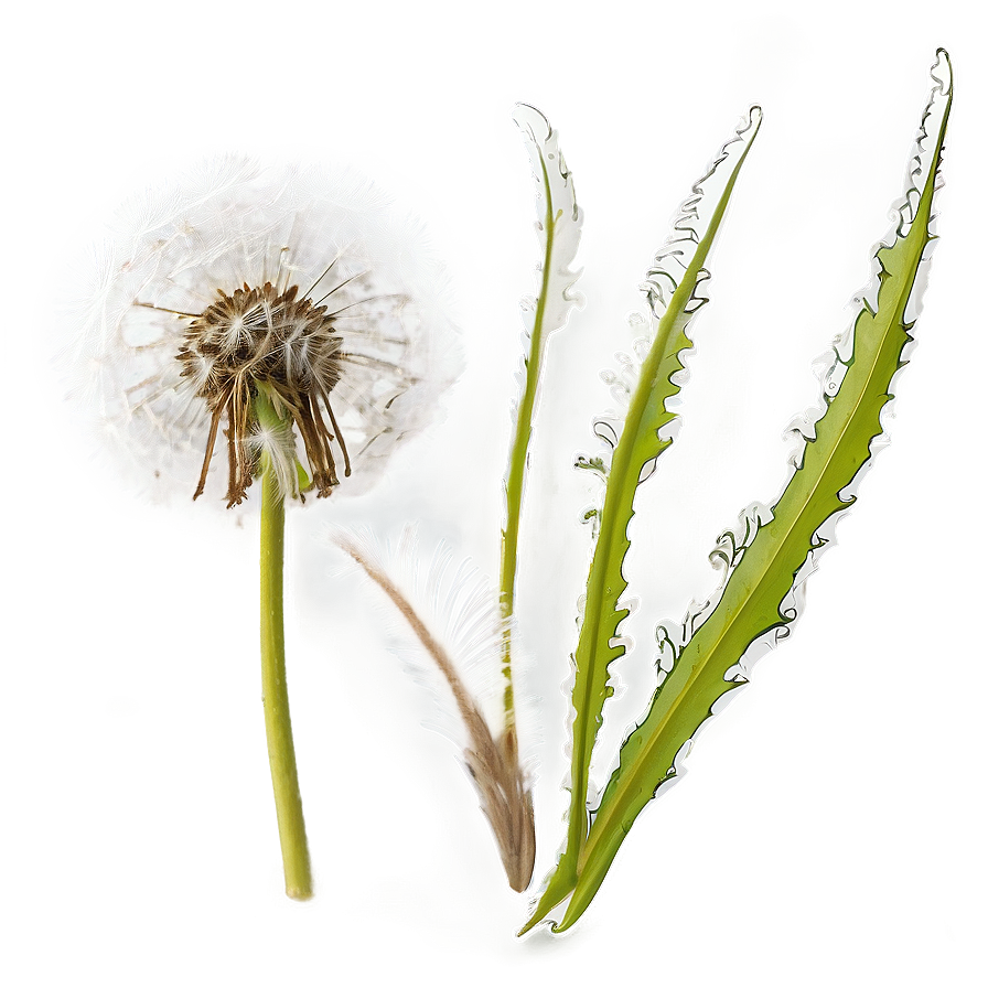 Dandelion In Wind Png 62