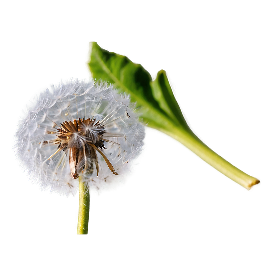 Dandelion Macro Png Hho