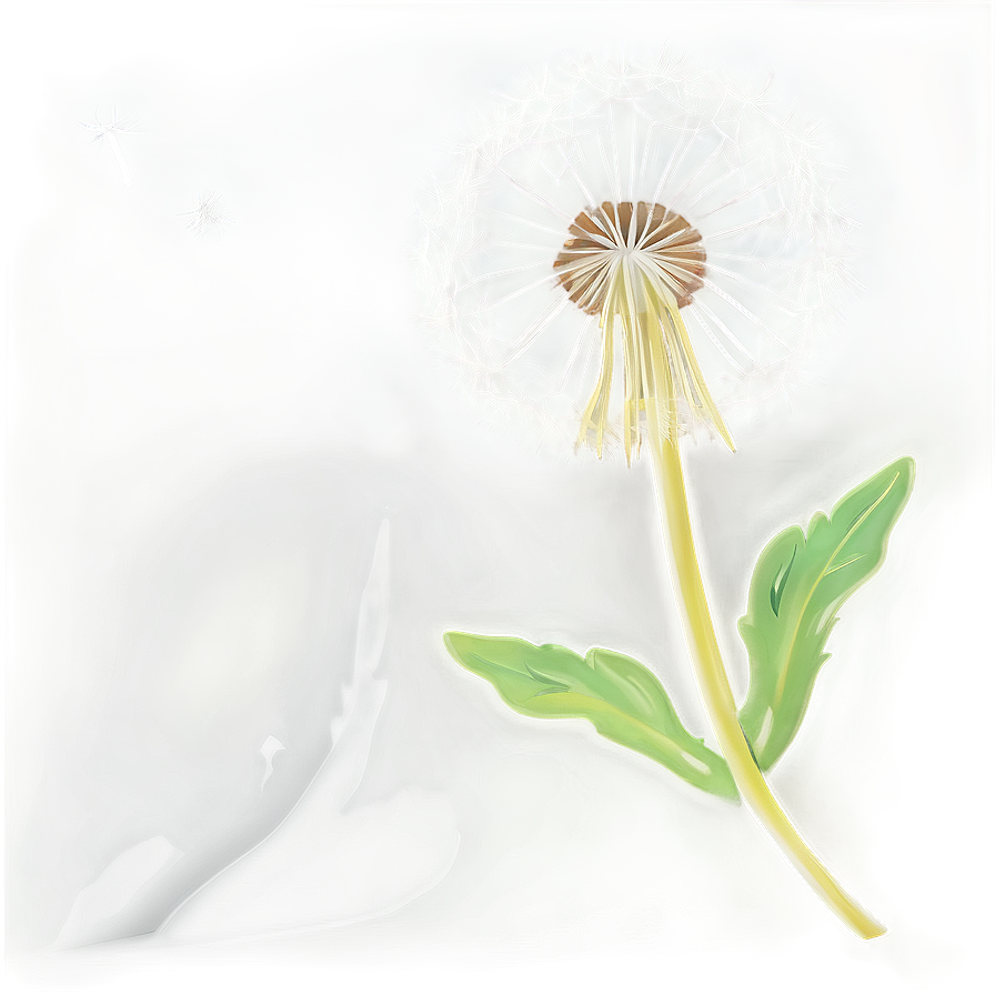 Dandelion On Black Png 06292024