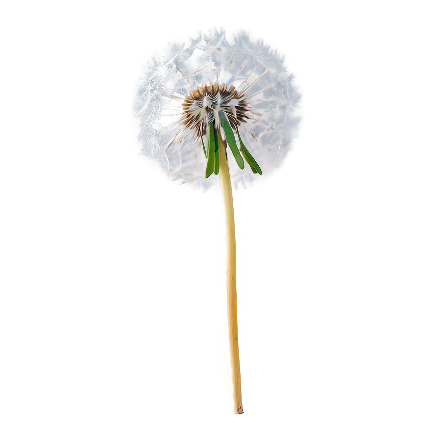 Dandelion On Blue Sky Png Sem8