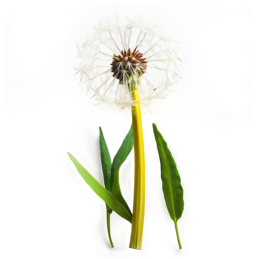 Dandelion On Green Background Png Yyj43