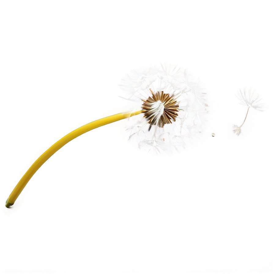 Dandelion Seed Blowing Png 06292024