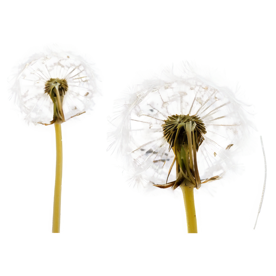 Dandelion Seed Blowing Png Hlh67