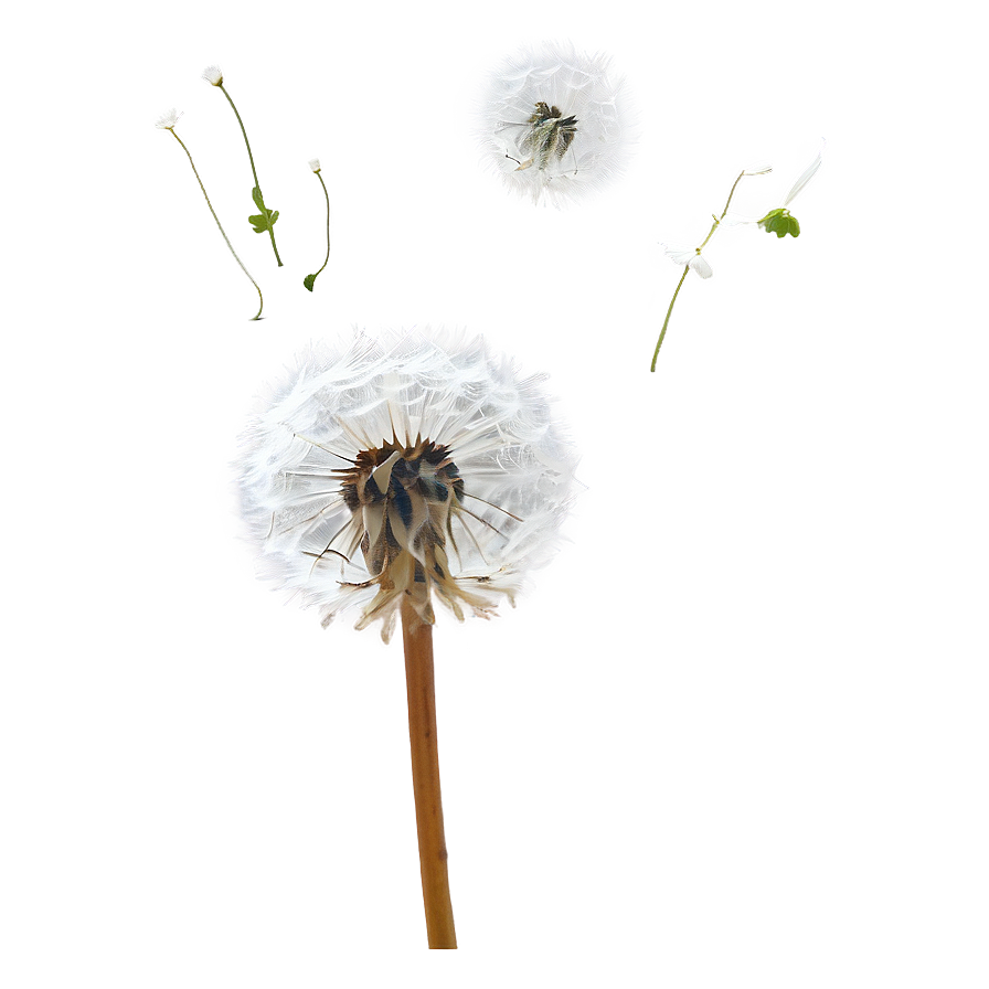 Dandelion Seed Drift Png Mbs