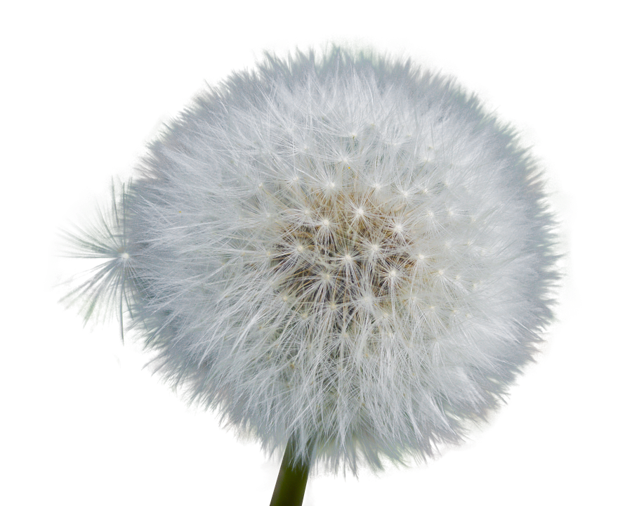 Dandelion Seed Head