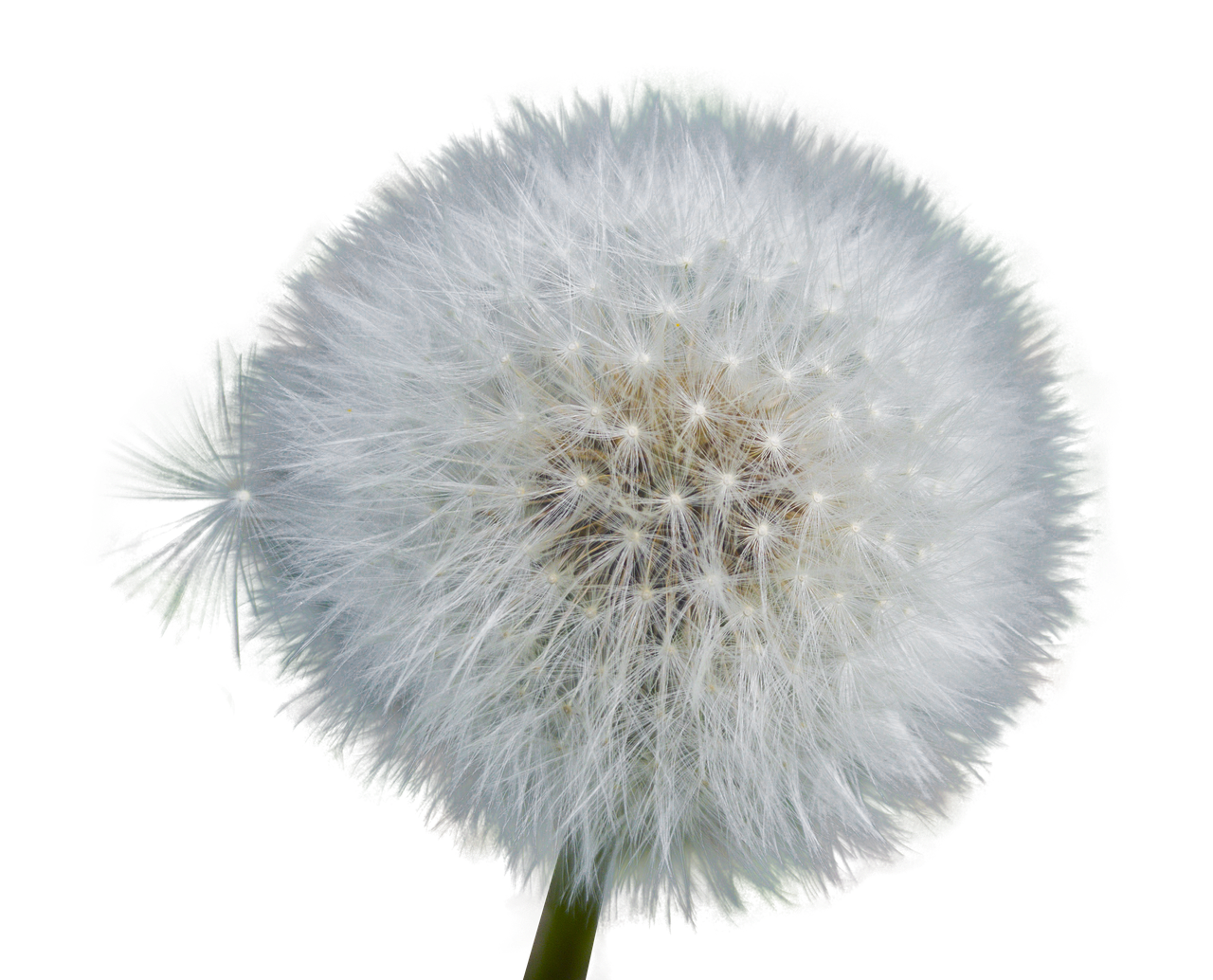 Dandelion Seed Head Black Background.jpg