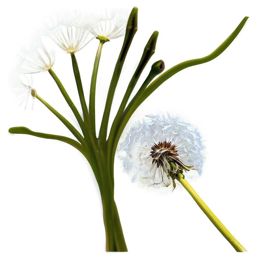 Dandelion Seed Head Png Ubv32