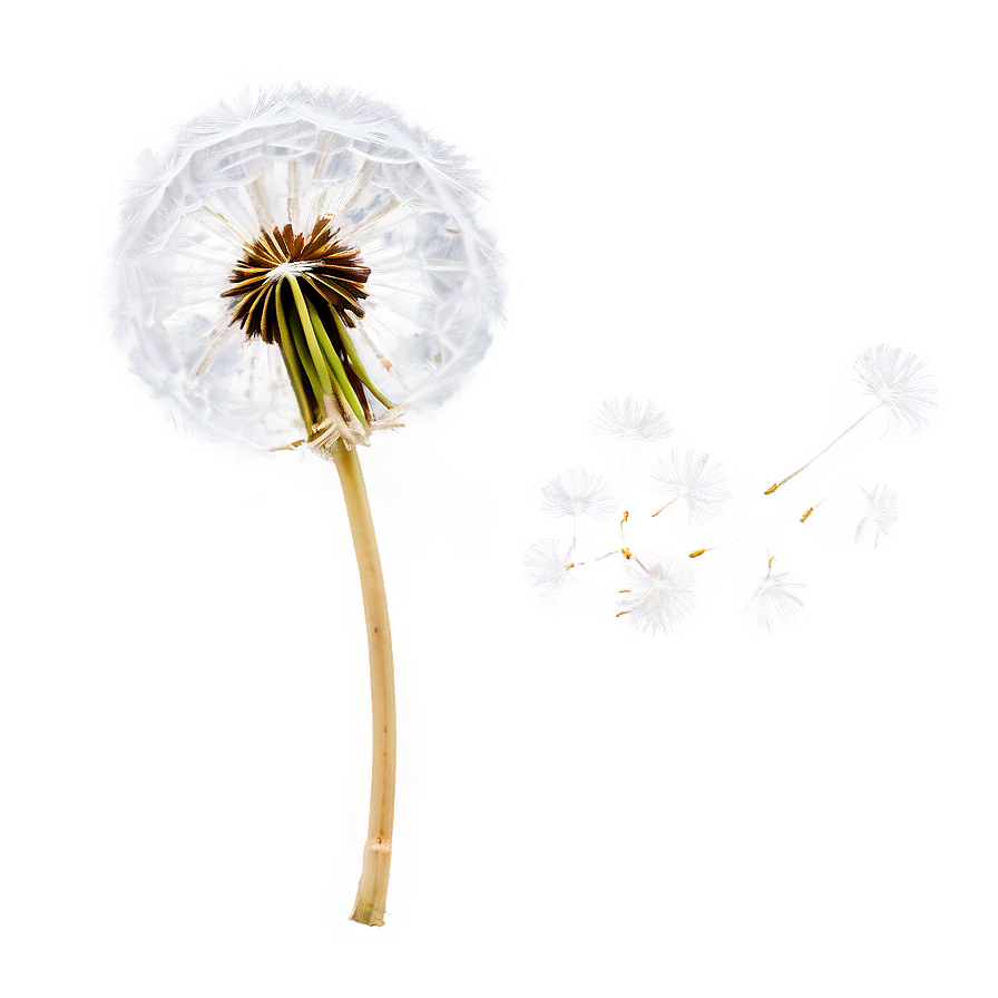 Dandelion Seed In Wind Png Ekn33