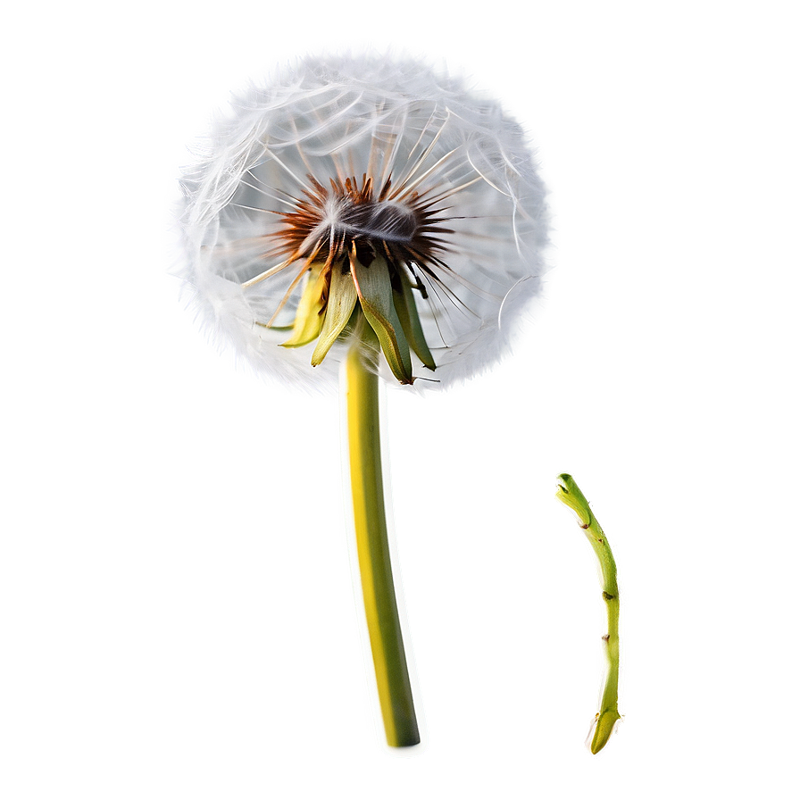 Dandelion Seed Pod Png Chx87