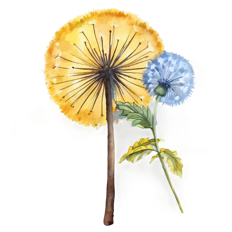 Dandelion Watercolor Art Png 41