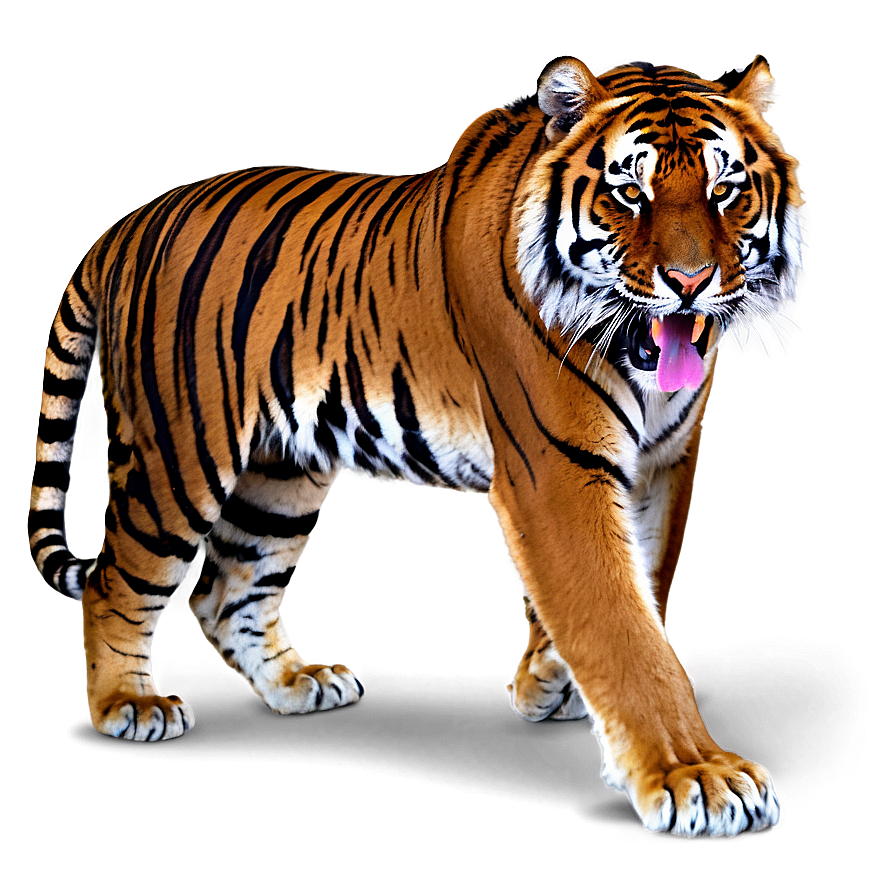 Dangerous Tiger Expression Png Lkh98