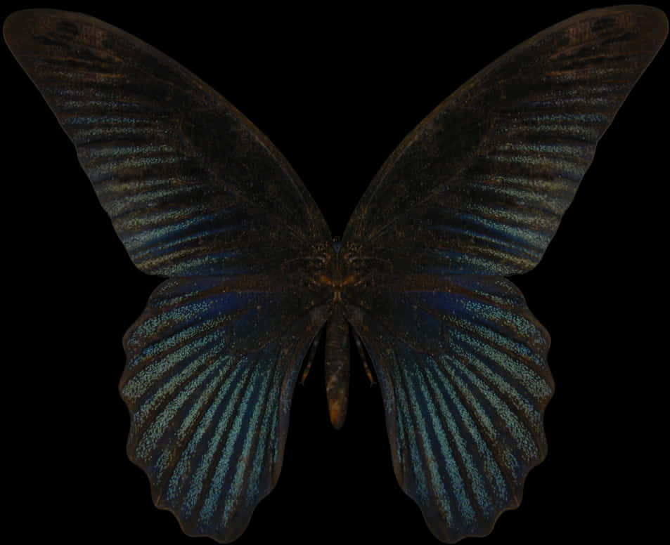 Dark Blue Morpho Butterfly