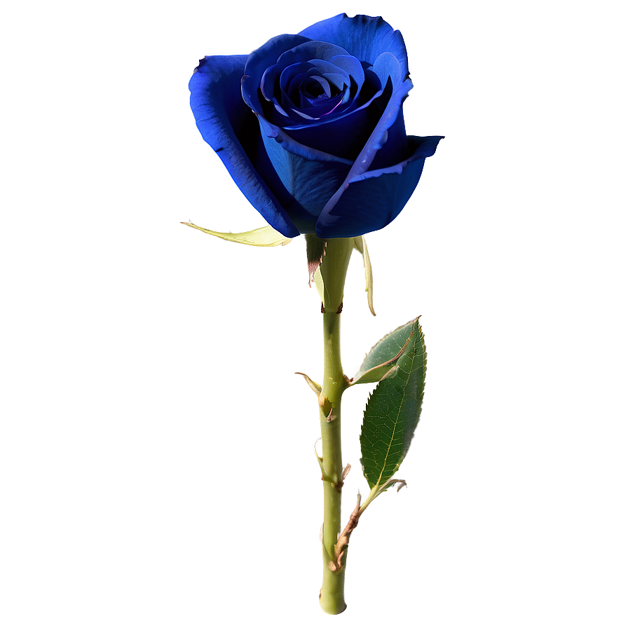 Dark Blue Rose Png 57