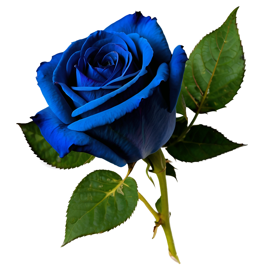 Dark Blue Rose Png Vtj26