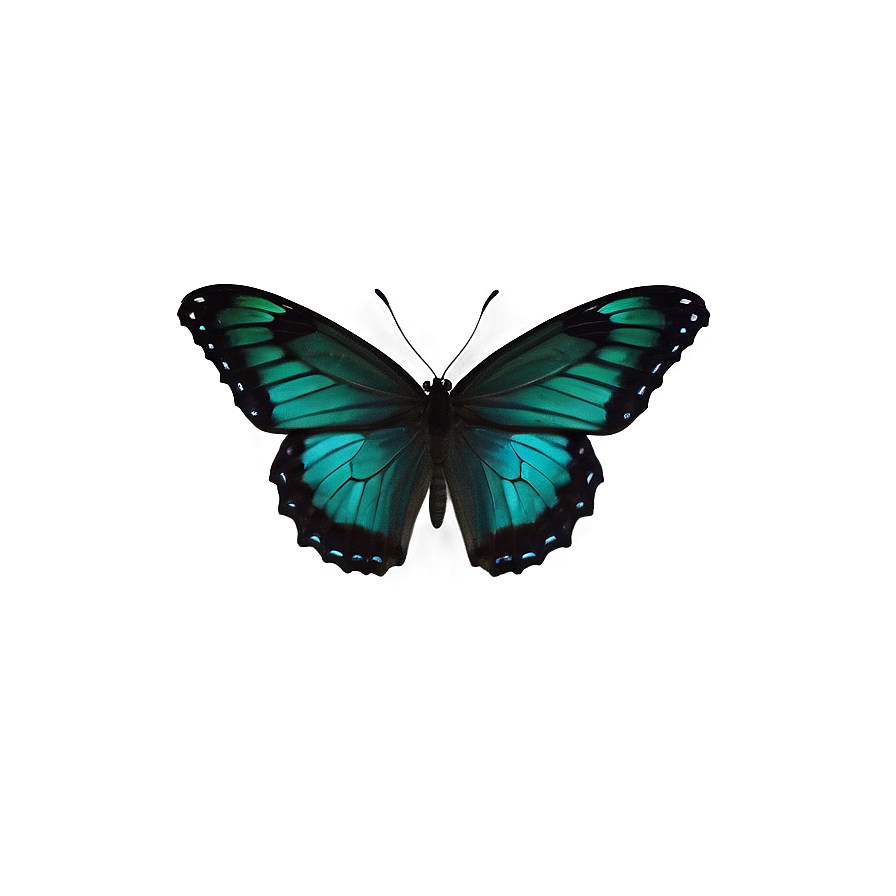 Dark Green Butterfly Png 06202024