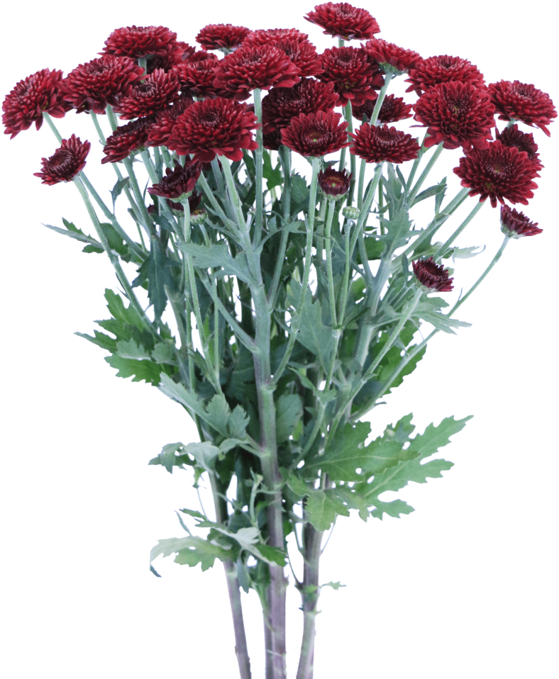 Dark Red Chrysanthemums Bouquet