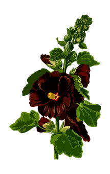 Dark Red Pansy Flower Artwork