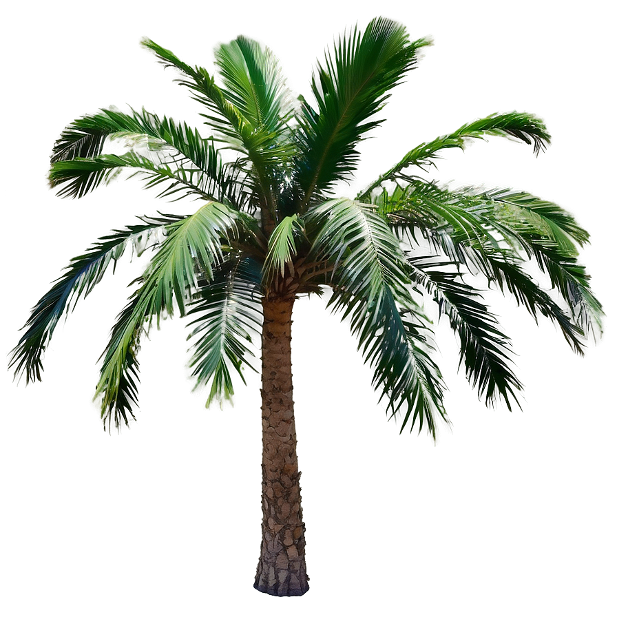 Dates Palm Tree Png 23