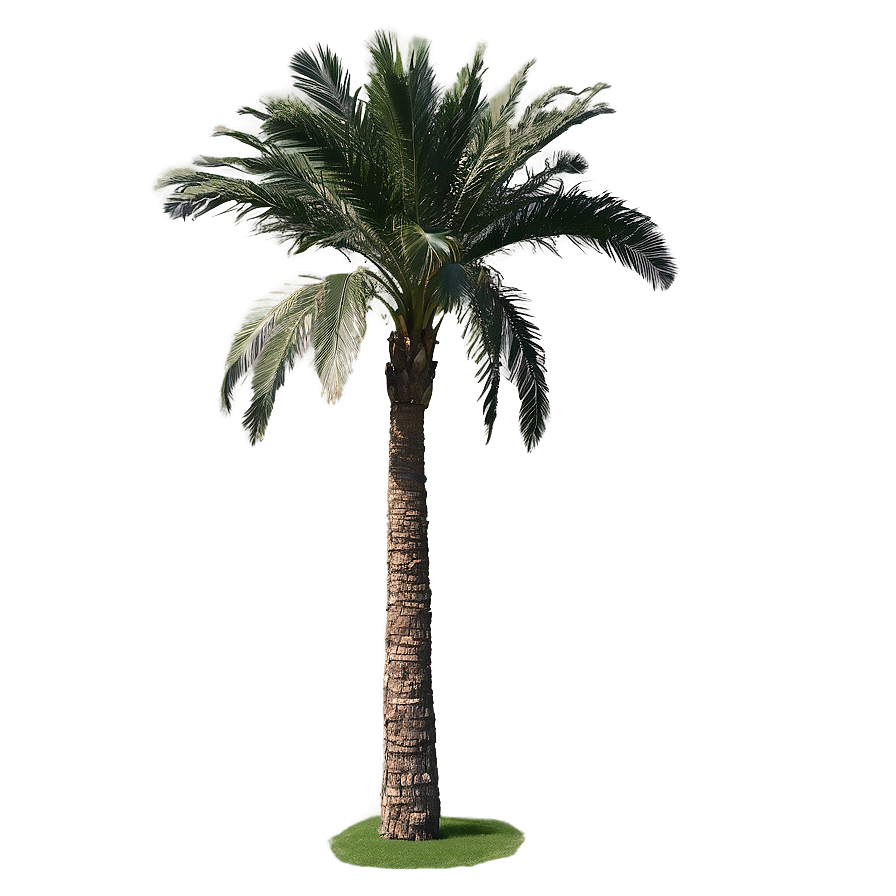 Dates Palm Tree Png Wbi22