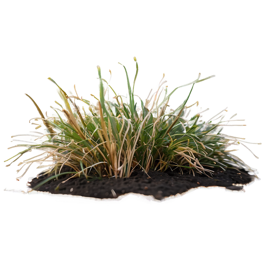 Dead Grass In Garden Png Hou42