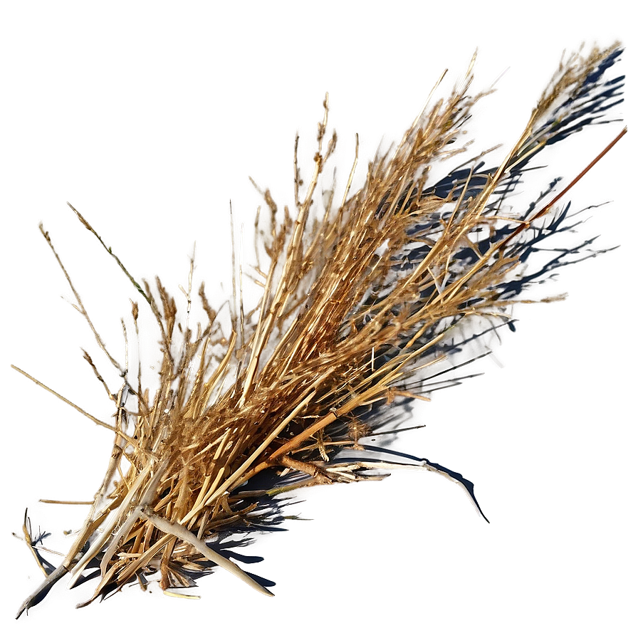 Dead Grass In Sunlight Png 13