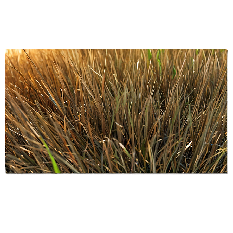 Dead Grass Sward Png 06282024