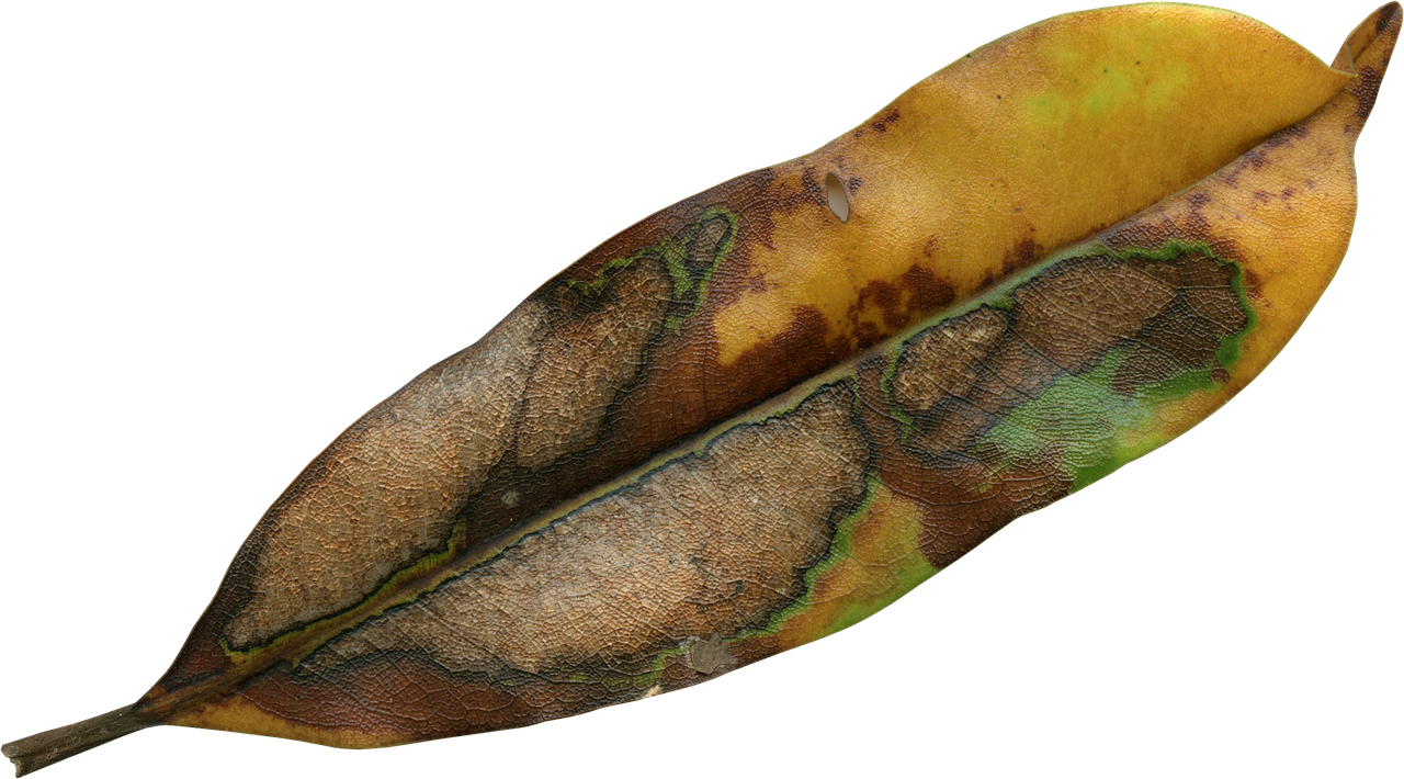 Decaying Magnolia Leaf