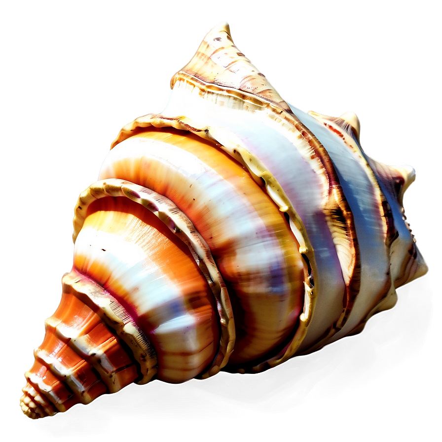 Decorative Conch Shell Png Mgt