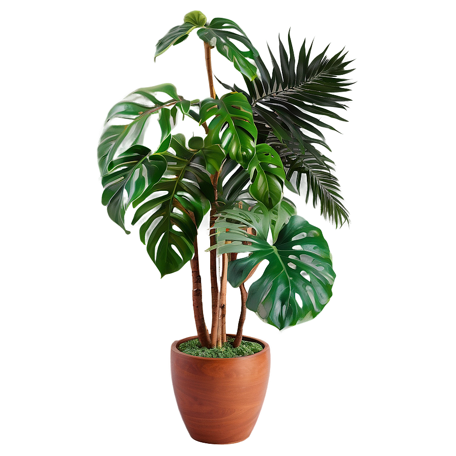 Decorative Floor Plant Png 06282024