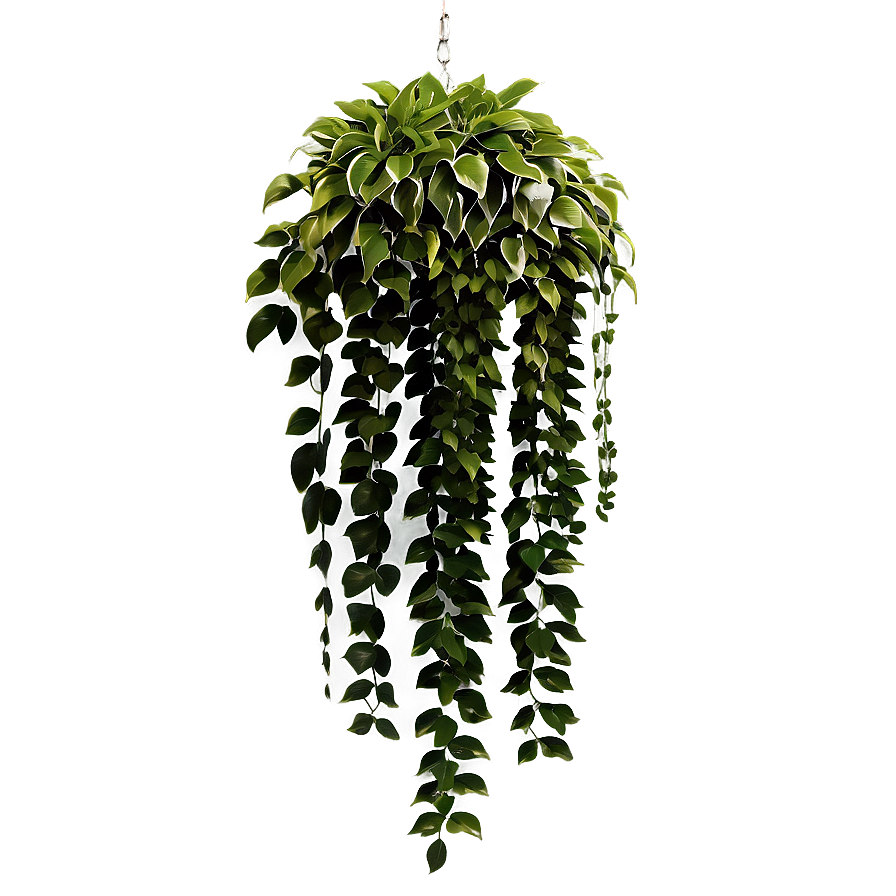 Decorative Hanging Plant Png 05252024