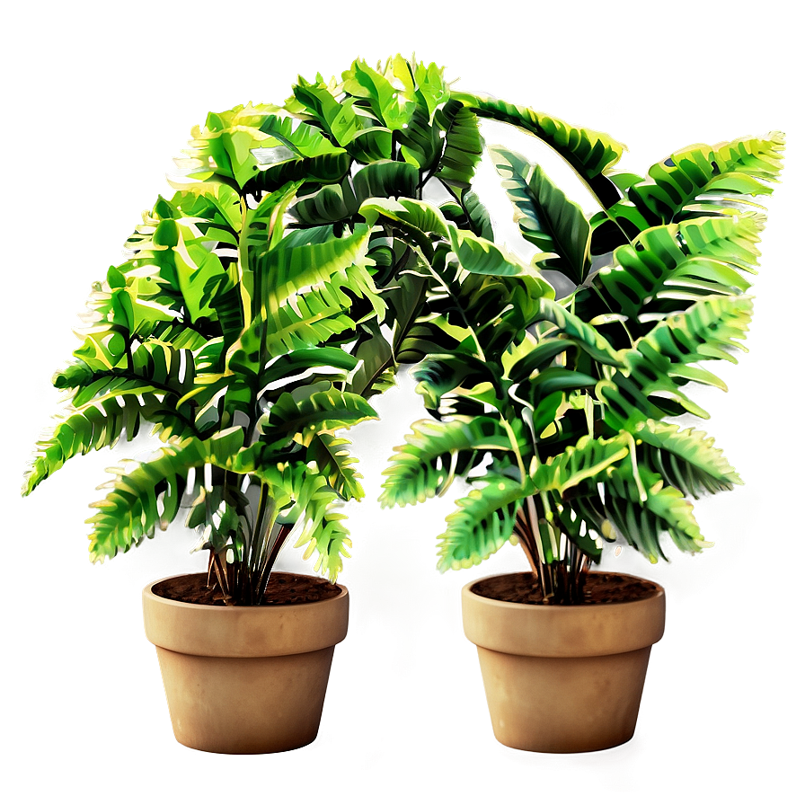 Decorative Potted Ferns Png Isr