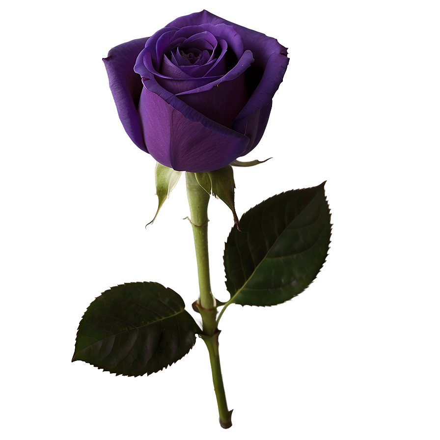 Deep Purple Rose Png Bny28