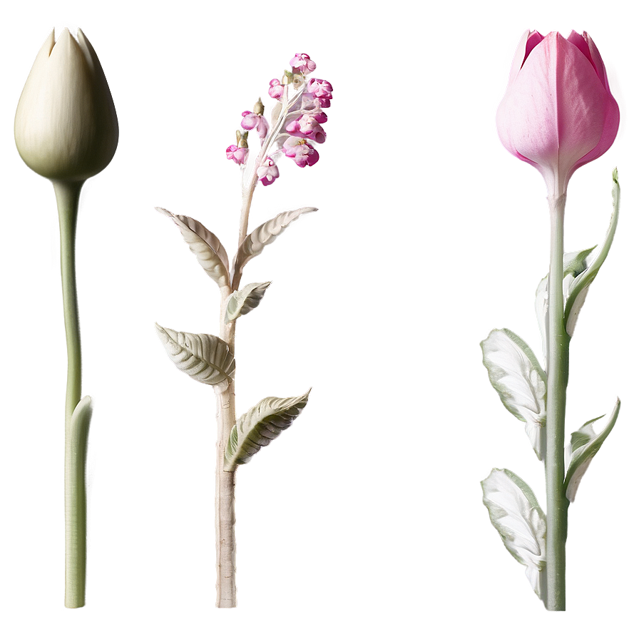 Delicate Flower Stem Png Ggb