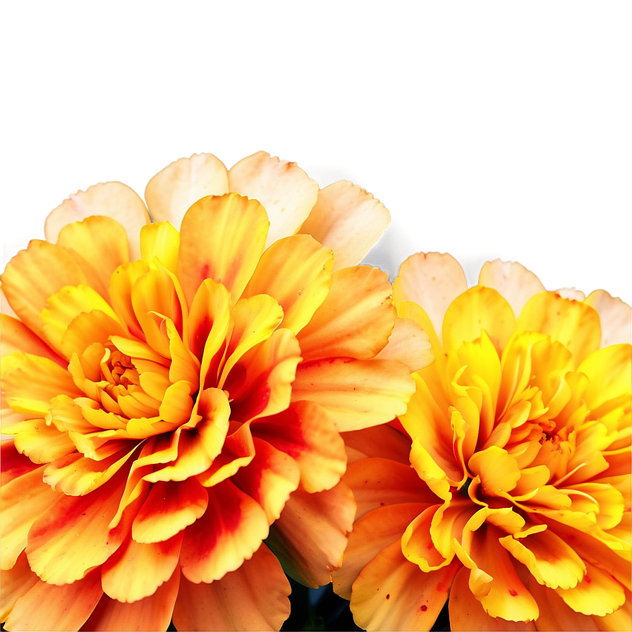 Delicate Marigolds Close-up Png 65