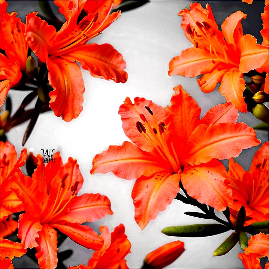 Delicate Orange Azalea Png Qmt