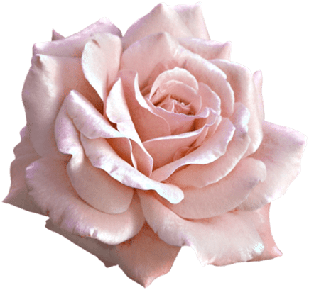 Delicate Pink Rose Isolated