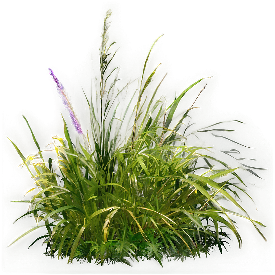 Dense Wild Grass Png Qth