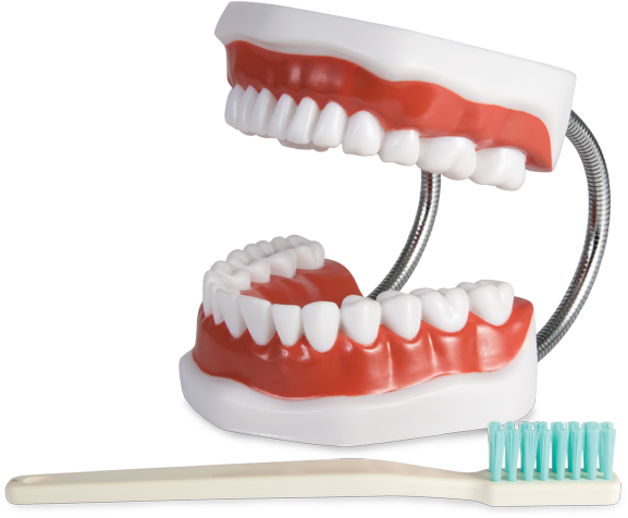 Dental Modeland Toothbrush