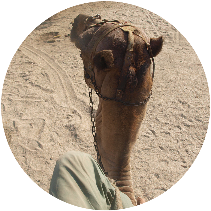 Desert Camel Headshot.jpg