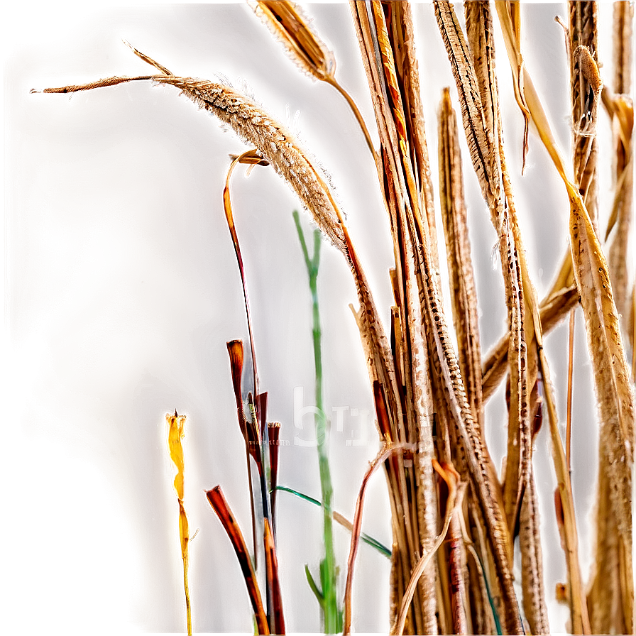 Desiccated Grass Texture Png Hbn93