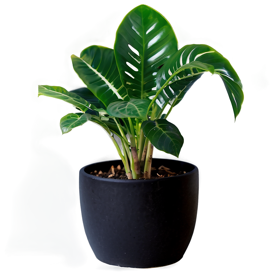 Desk Plant Png 06202024