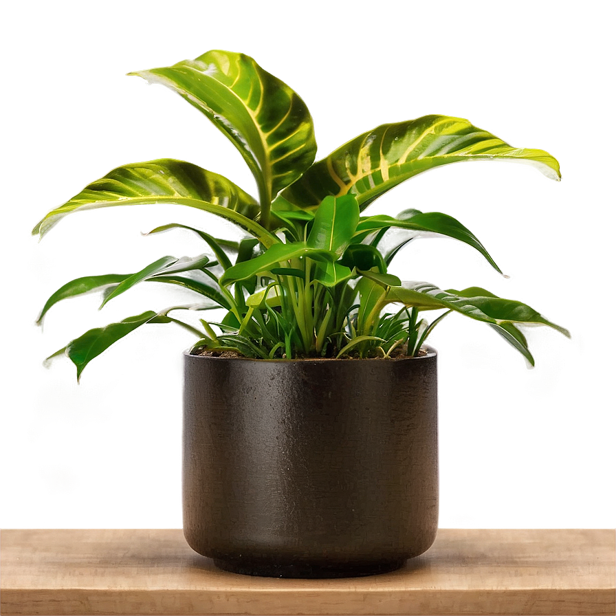 Desk Plant Png 06202024