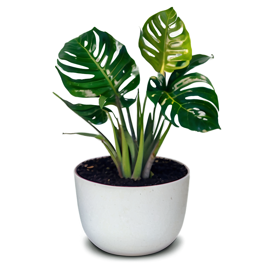 Desk Plant Png 23