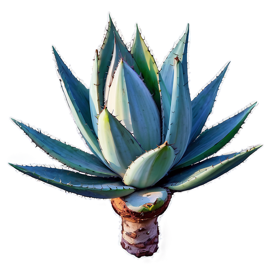 Detailed Agave Drawing Png Obr