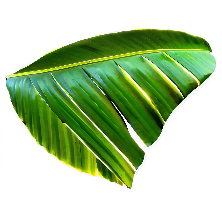 Detailed Banana Leaf Design Png 28