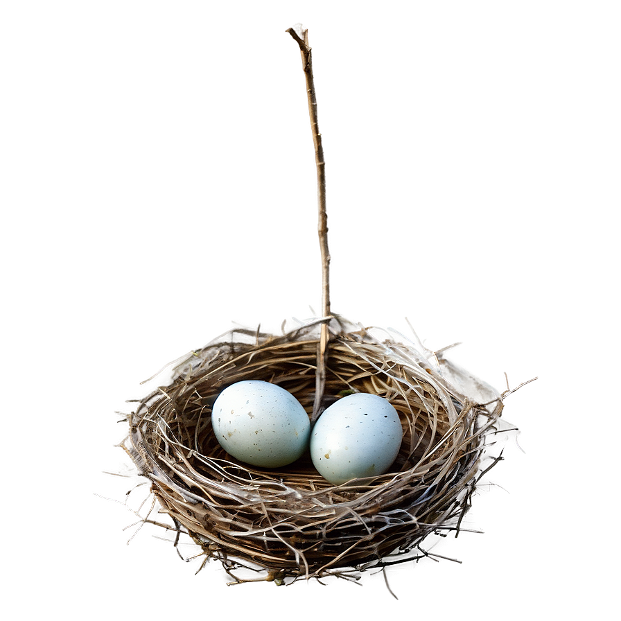 Detailed Bird Nest Png 46