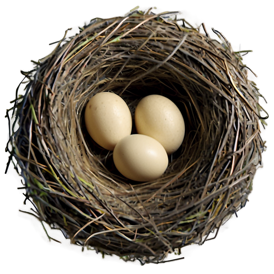 Detailed Bird Nest Png 67