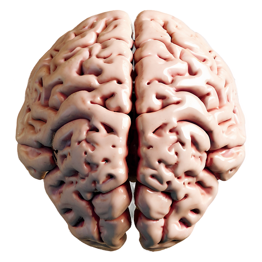 Detailed Brain Functions Anatomy Png Enx38