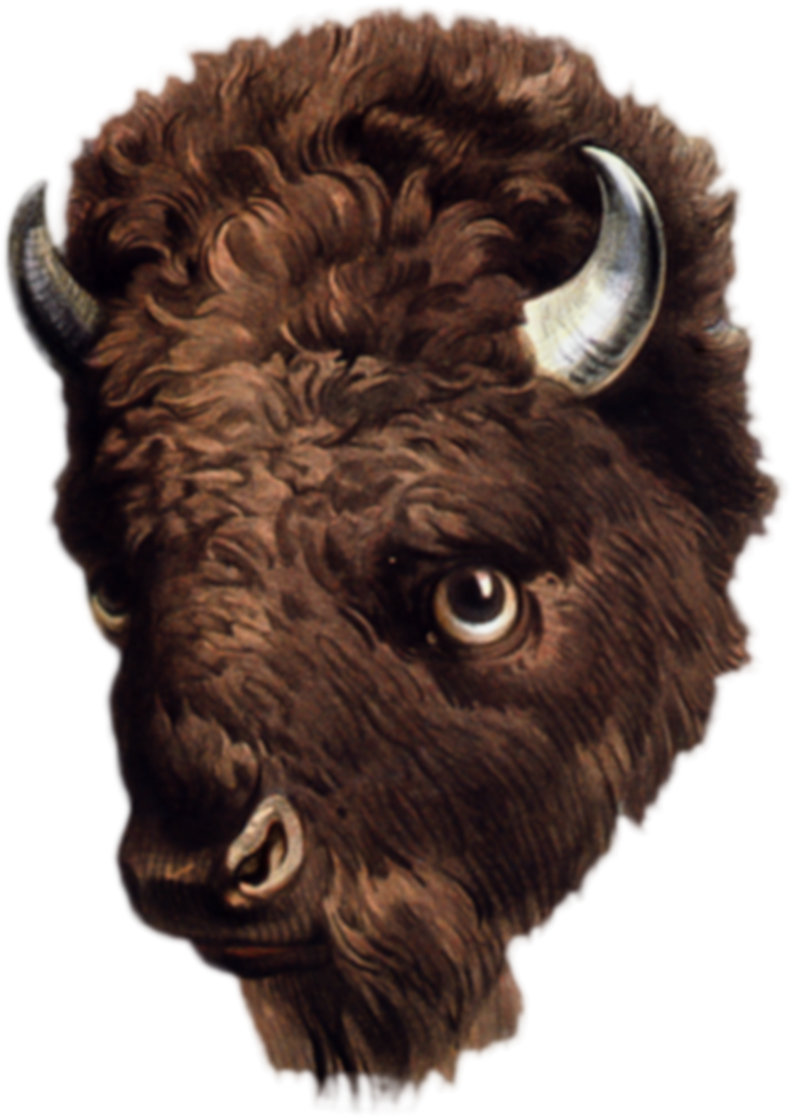 Detailed Buffalo Head Illustration