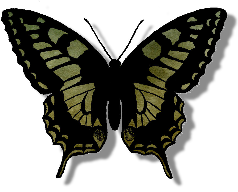 Detailed Butterfly Illustration